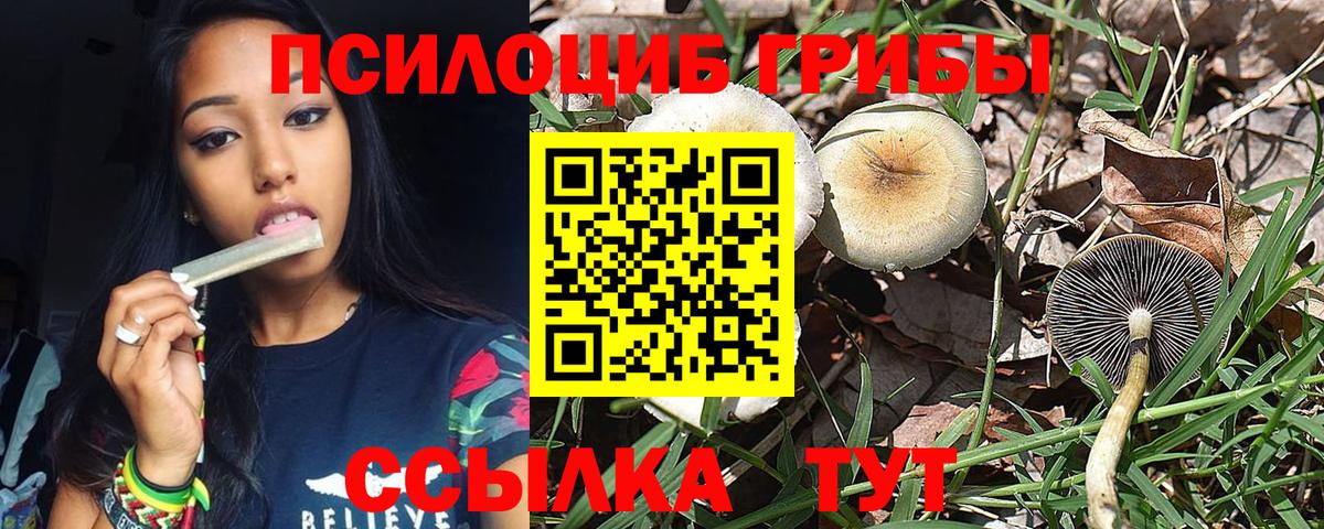 Галлюциногенные грибы Psilocybine cubensis Каменка
