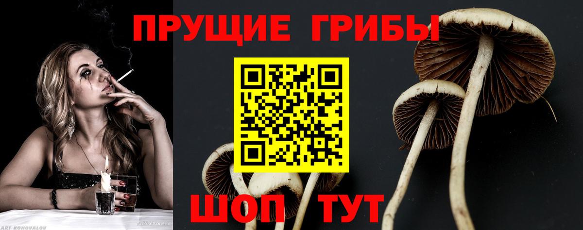 Псилоцибиновые грибы Psilocybe  Вход с VPN  Каменка 